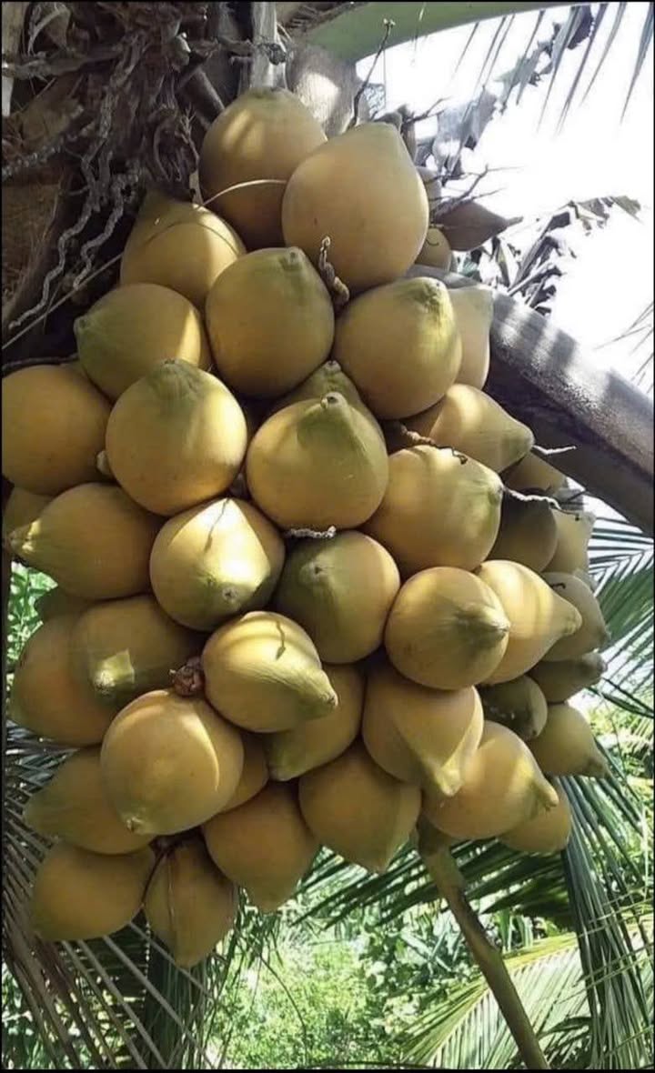 Bán Gấp 3.1 Ha Đất Vườn, Ruộng, Hoa Màu Sóc Trăng - Sẵn Sàng Đầu Tư Lâu Dài