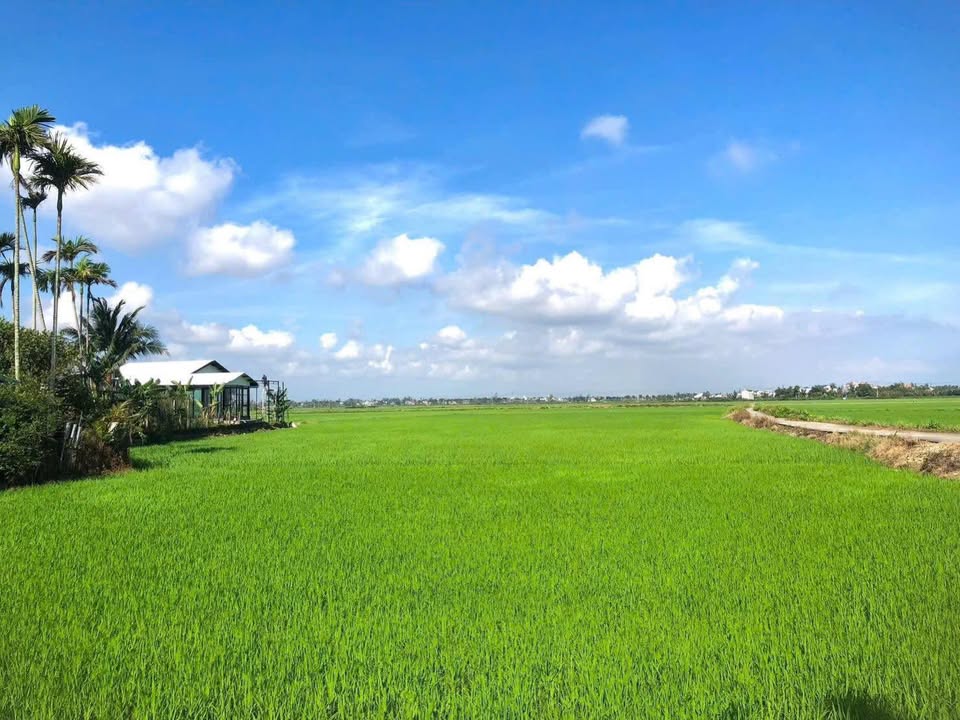 Đất nền Cẩm Châu, Hội An - 240m² view đồng lúa, tiềm năng cho thuê