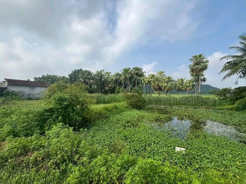 Đất nền Quảng Ngọc, Quảng Xương 1500m² – Tiềm năng tăng giá cực lớn!