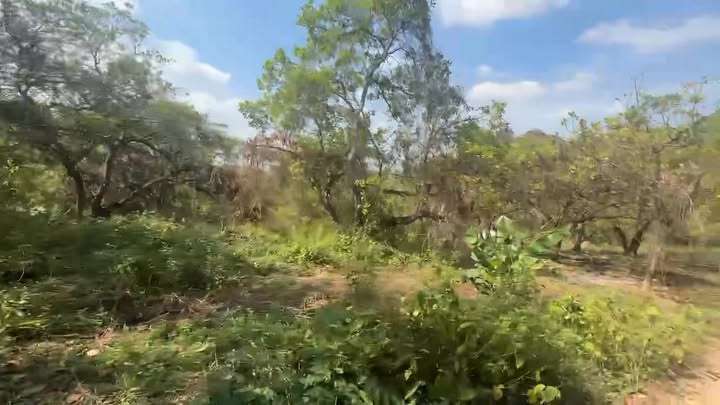 Bán Gấp Đất Vườn 6200m² Phú Riềng, Bình Phước - Giá 7xx Triệu