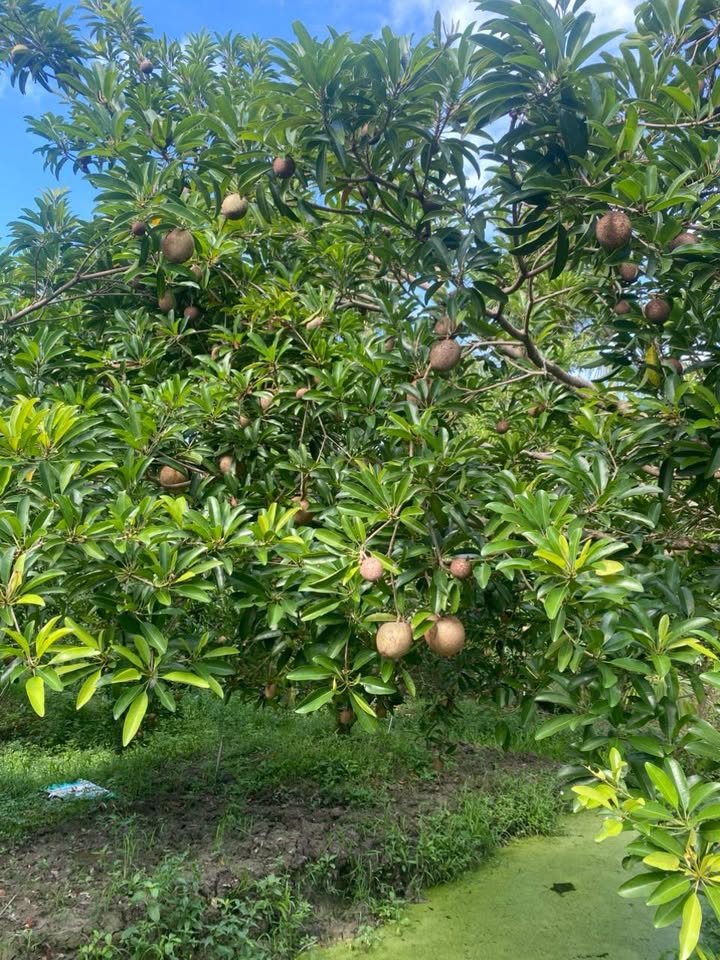 Đất nền 1000m² Ấp Mỹ, Kim Sơn, Đồng Tháp - Sổ đỏ chính chủ