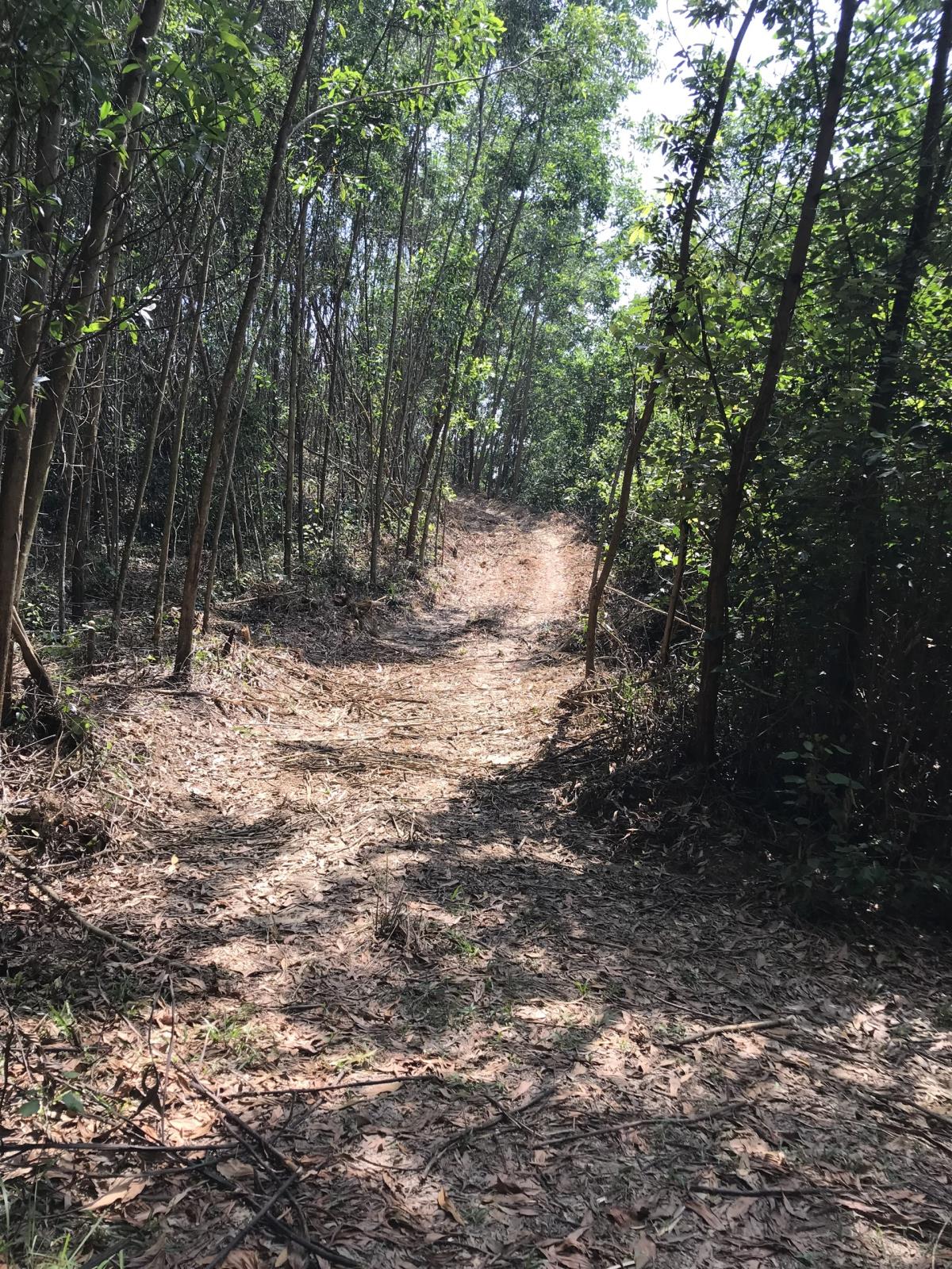 Đất Lâm Nghiệp 6.8ha Hòa Ninh - Sát Vành Đai Tây, Giá Đầu Tư