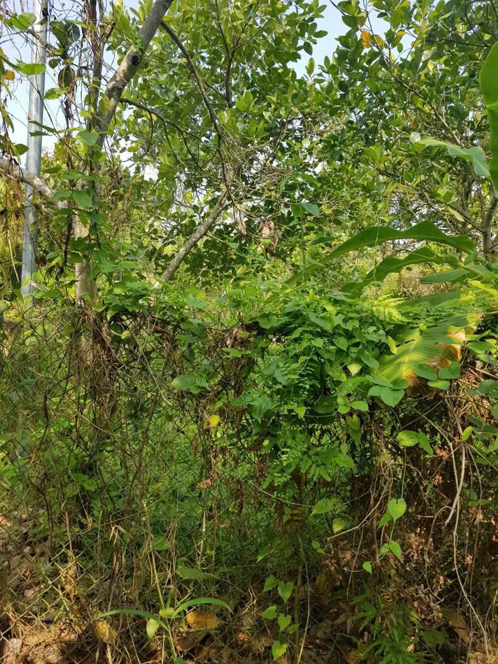 Đất vườn Mỹ An Vĩnh Long 1.673m² 1.4 tỷ - Đầu tư tích sản lâu dài