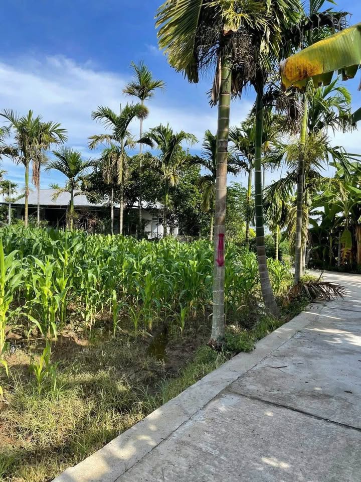 Bán Gấp 2 Lô Liền Kề 105m² Hướng Tây Tại Tư Nghĩa, Quảng Ngãi - Giá Tốt