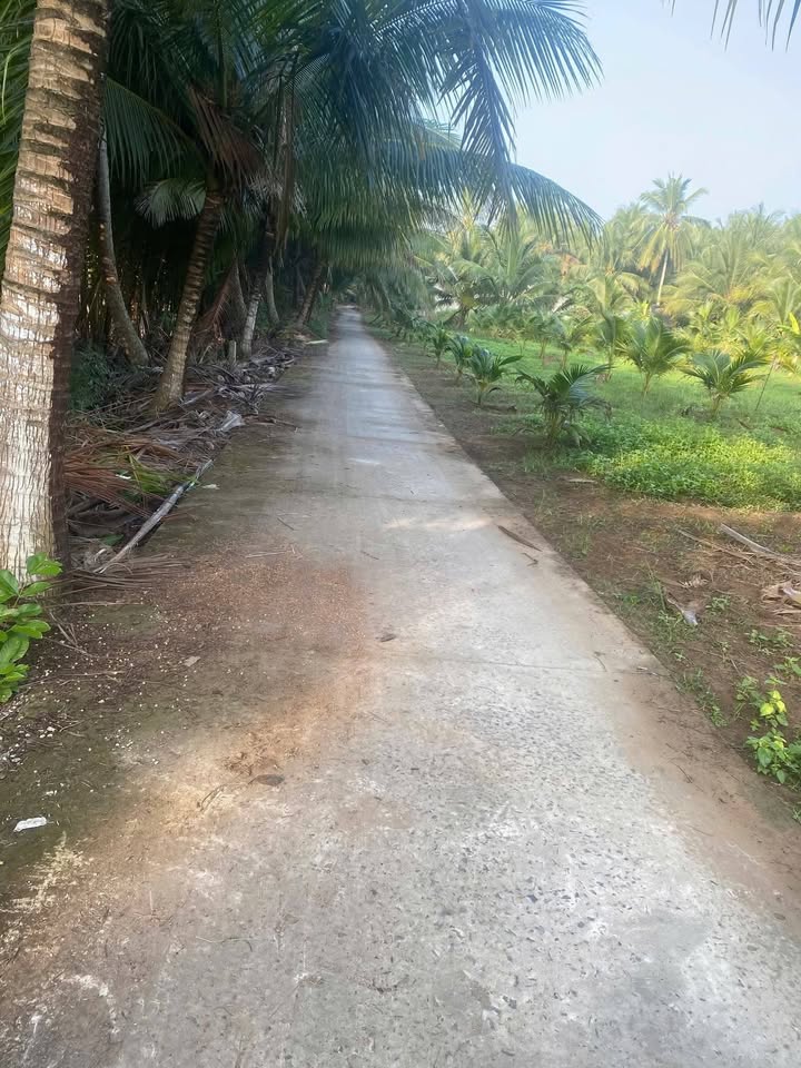 Đất nền Giồng Trôm Bến Tre 985.6m² - Sổ đỏ chính chủ, đường ô tô!