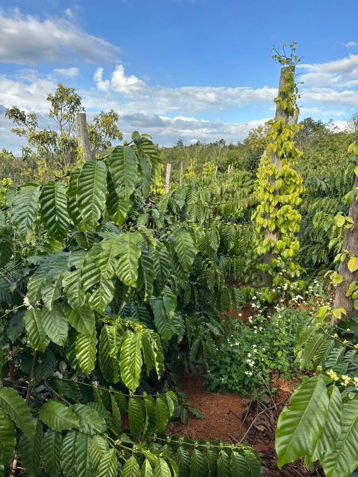 Đất vườn Nam Bình Đắk Song 1.2ha - Sổ đỏ chính chủ, tiềm năng sinh lời!