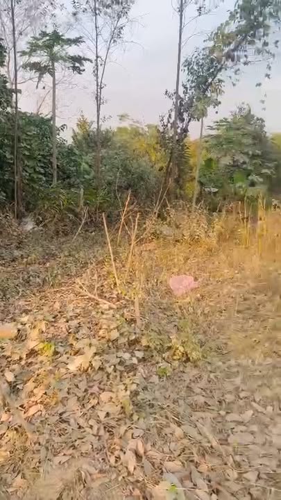 Đất nền Quang Thịnh Lạng Giang 72m² 900-999 triệu - Đường to ô tô