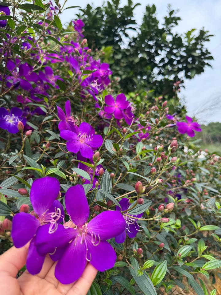 Đất nền An Tường, Tuyên Quang 150m² - Tiềm năng tăng giá vượt trội!