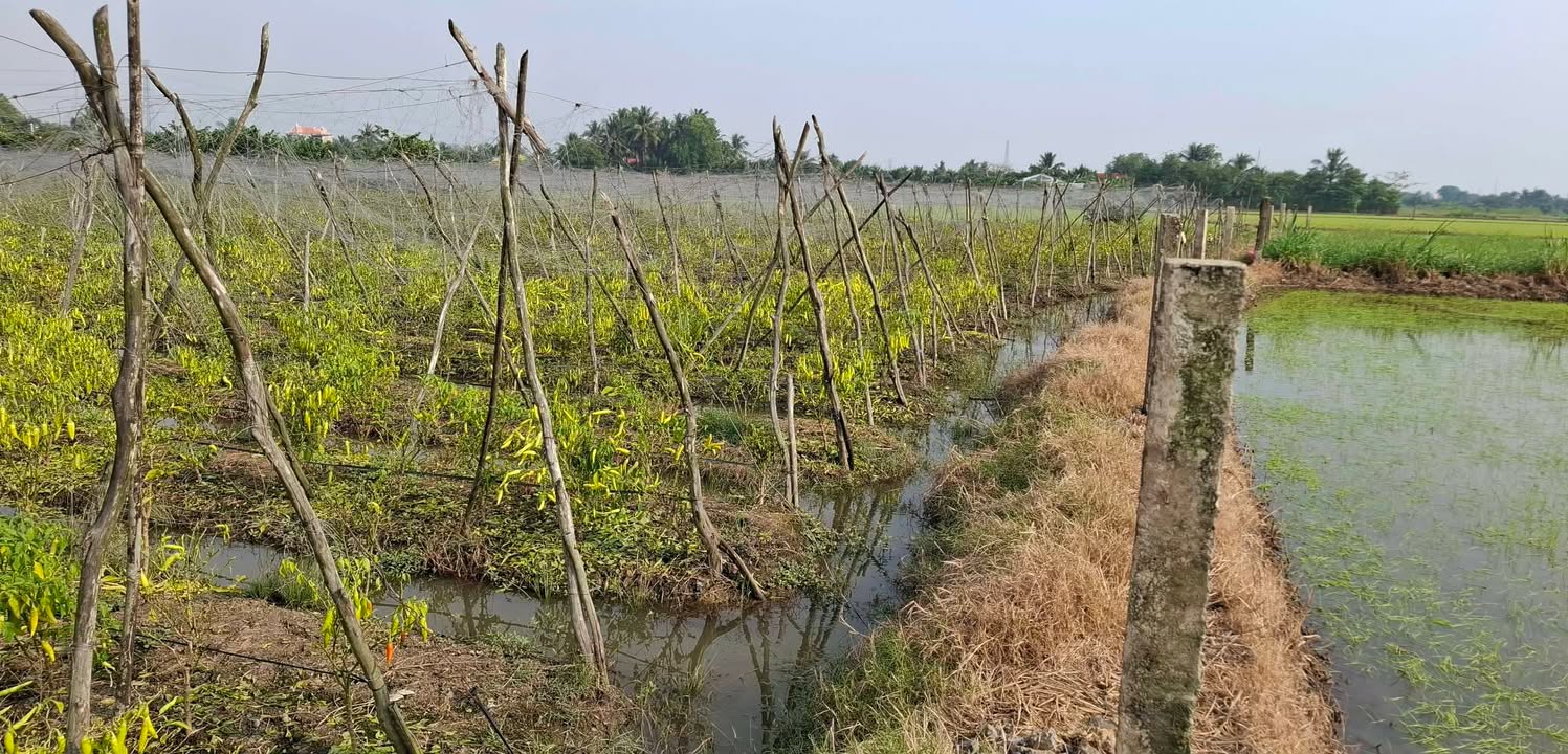 Đất Vườn 2000m² Trồng Dừa Trái Tại Tân Khánh, TP Tân An - Sổ Hồng Sẵn Sàng