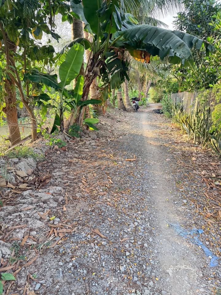 Đất vườn Mỹ Thuận Vĩnh Long 5000m² - Vườn mít ruột đỏ sắp thu hoạch