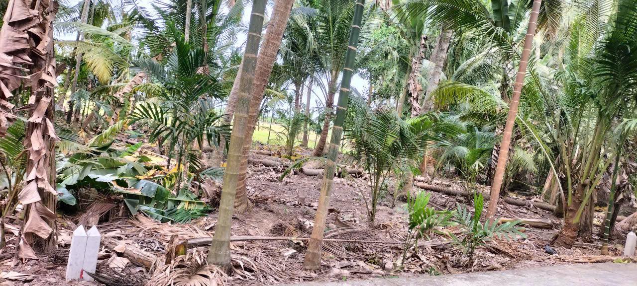 Đất nền Long Phú Sóc Trăng 600m² giá 350 triệu - Sổ đỏ chính chủ!