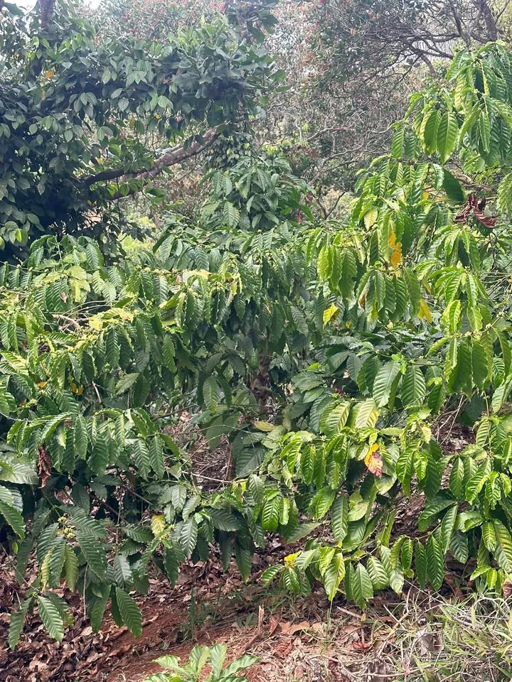 Bán rẫy 12.500m² T6 Xuân Trường, Đà Lạt - Giá 1.1 tỷ, Sẵn KD