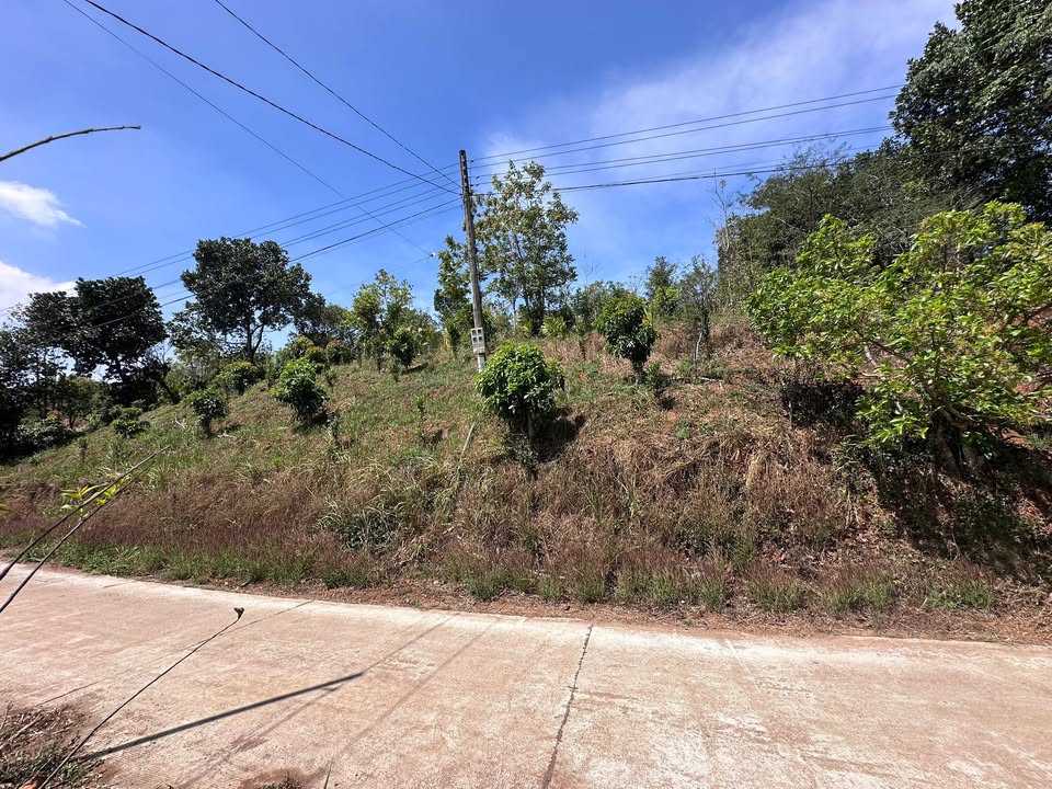 Đất Nông Nghiệp Đắk Song - 3240m² Mặt Tiền Đường Bê Tông Giá 1.35 Tỷ