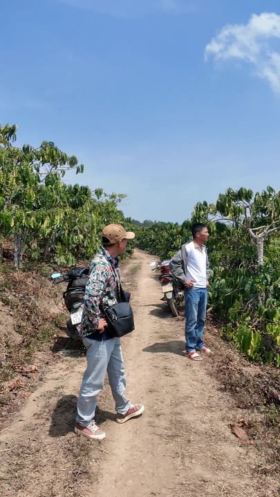 Bán Đất Vườn 6000m² Phi Liêng, Đam Rông - Sổ Hồng Sẵn Sàng