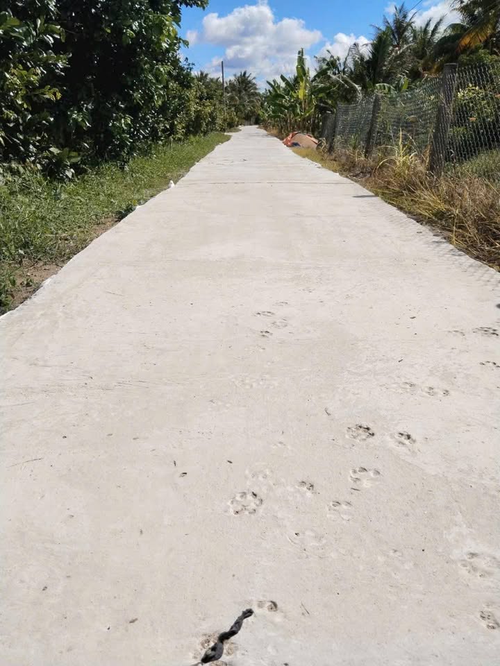 Đất nền Vĩnh Long 312m² - Sổ hồng chính chủ, đường ô tô tới đất!