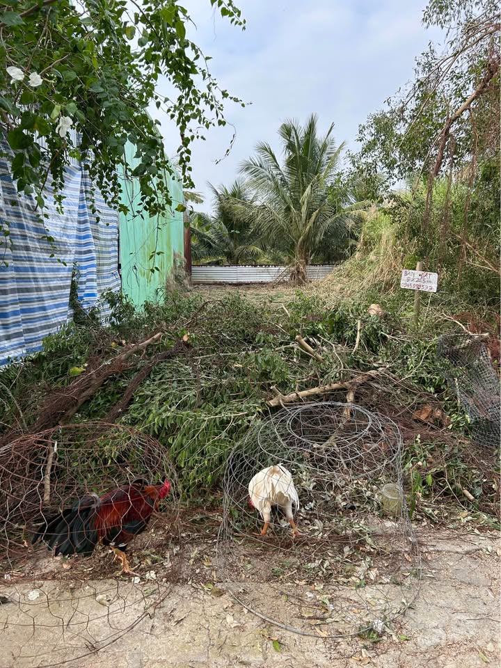 Đất Nền Cà Mau 132m² - Sổ Đỏ Sẵn Sàng, Giá Chỉ 395 Triệu