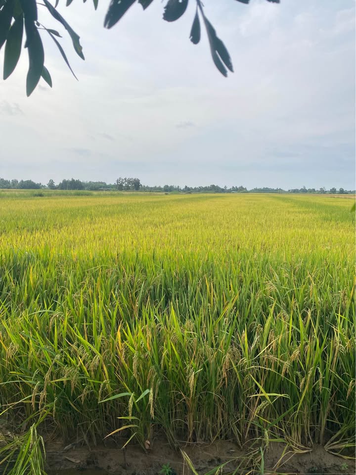 Đất Ruộng Khánh Lâm, Cà Mau 8650m² - Sổ Hồng Chính Chủ