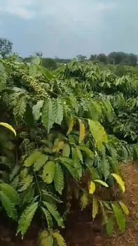 Đất nền Ia Bă, Ia Grai 3600m² - Tiềm năng tăng giá vượt trội!