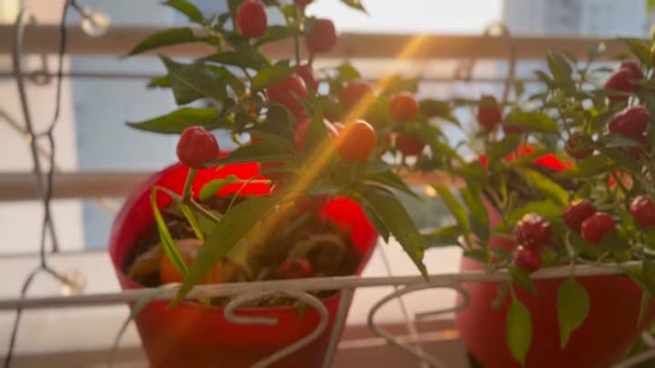 Chung cư Him Lam Apartment 83m² (2PN) - Sổ hồng chính chủ, giá 5 tỷ xxx