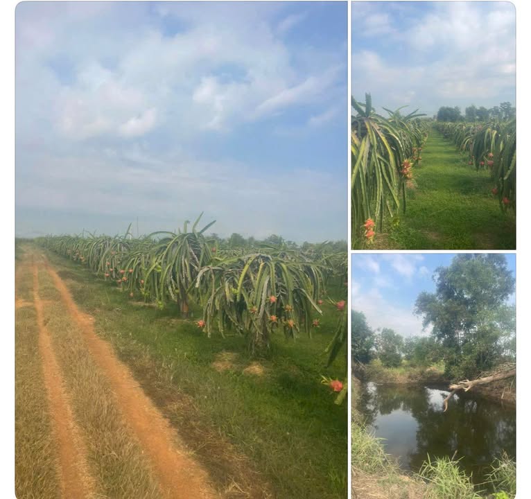 Bán Đất Vườn Hàm Kiệm 1.2ha Giá 2.63 Tỷ - Sinh Thái Xanh!