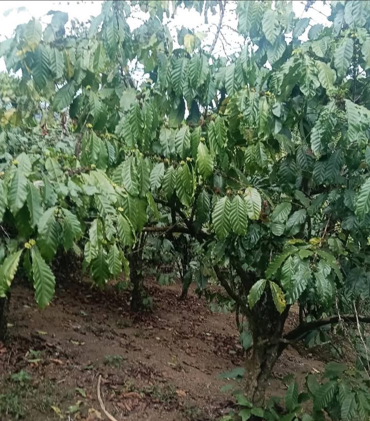 Đất nền Cái Bảng 468m² giá 220 triệu - Đường to ô tô!