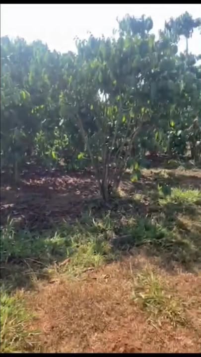 Đất Vườn 1800m² Lộc Thắng, Bảo Lâm - Giá 1.7 Tỷ, Sẵn Sổ Hồng