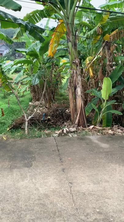 Đất nền Lão Hộ Yên Dũng 100m² giá 1.6 tỷ - Sổ đỏ chính chủ!