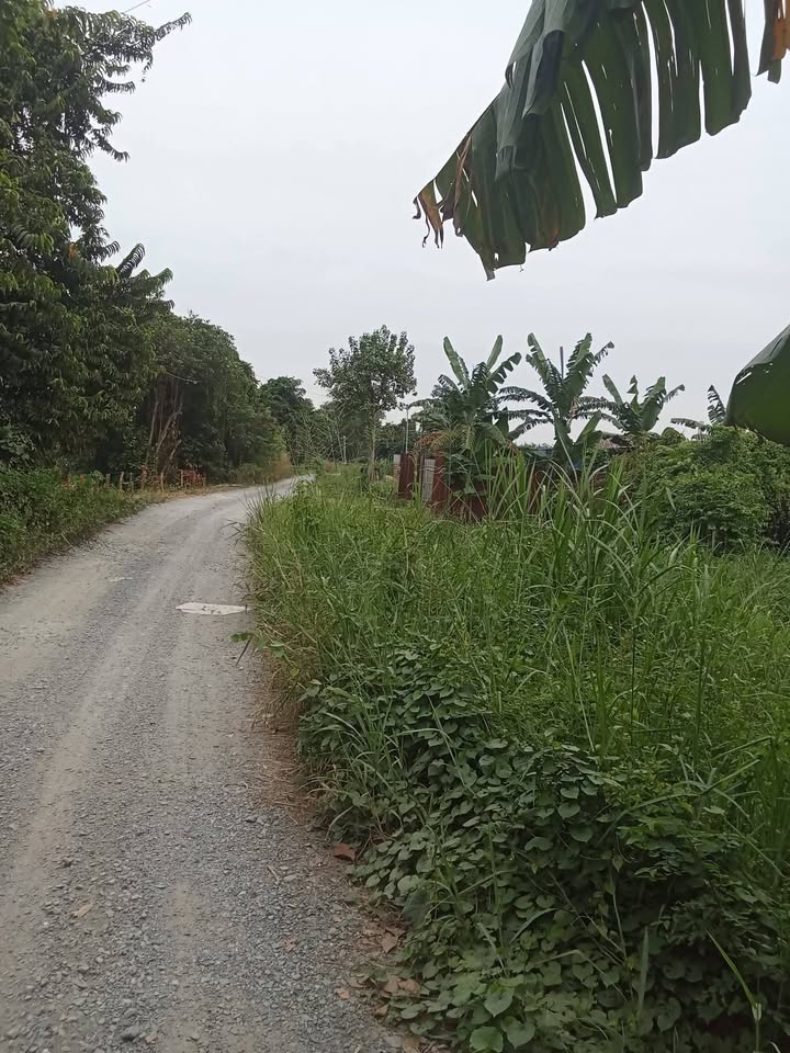 Đất nền Đê Bao Bình Chánh 1126m² 6.756 tỷ - Sổ đỏ