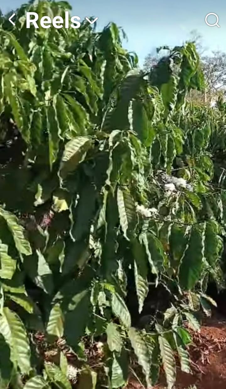 Farm 2ha full cà phê, sầu riêng - Ea Tóh, Krông Năng, Đắk Lắk - Giá thương lượng