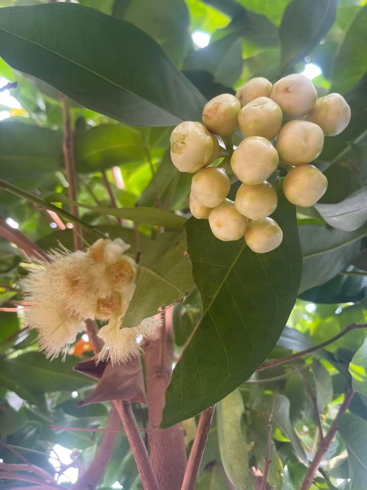 Đất Nền Châu Thành, Tây Ninh - 1000m² Sổ Đỏ Sẵn Sàng, Giá Chỉ 2 Tỷ