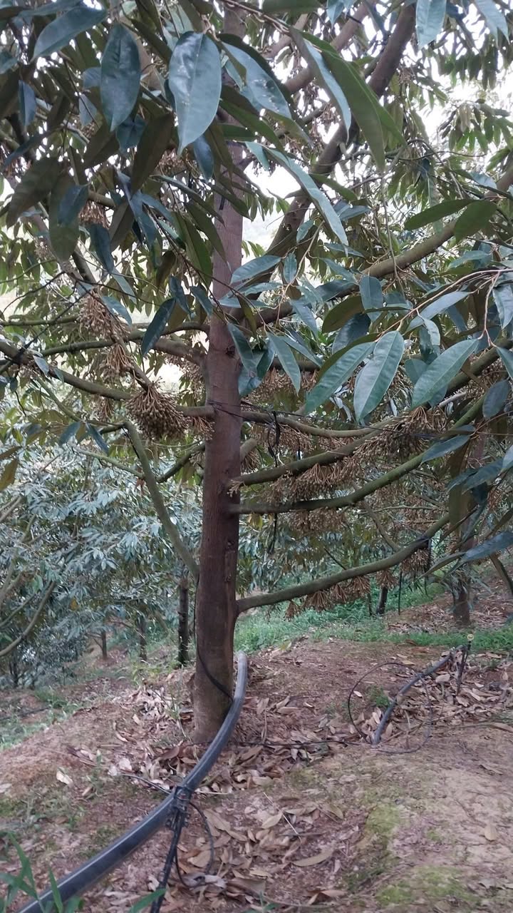 Đất Vườn Sinh Lời Đam Rông 1.4ha - Sầu Riêng 9 Năm Tuổi Cho Thu