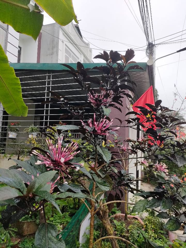 Đất nền 85m² Yên Bái - Đường to ô tô, sổ đỏ chính chủ!