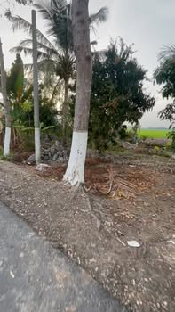 Đất Vườn Thới Lai Cần Thơ 4000m² 1.6 Tỷ - Nghỉ Dưỡng Lý Tưởng!