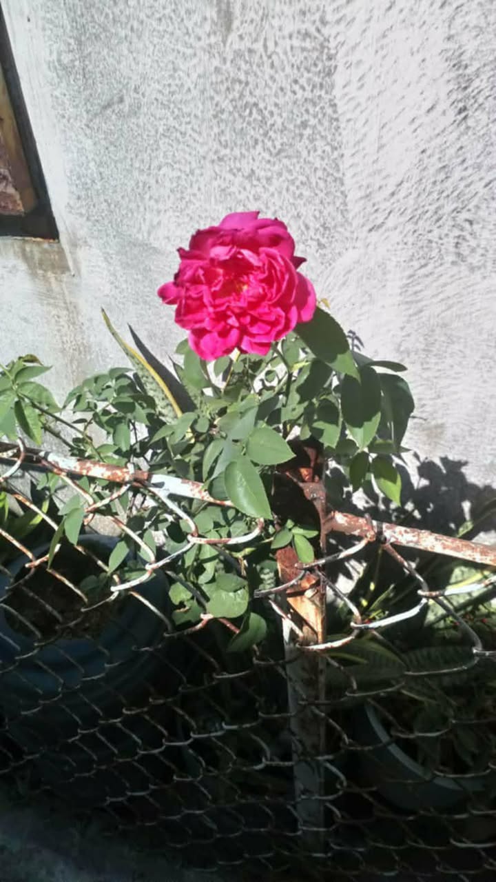 Đất 2 Mặt Tiền Phạm Hùng, Mỹ Tho - 827m² - Giá 9.5 Tỷ