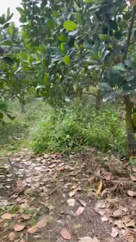 Bán 15.000m² đất Phú Điền, Tháp Mười - Nghỉ dưỡng lý tưởng, 2 mặt tiền sông