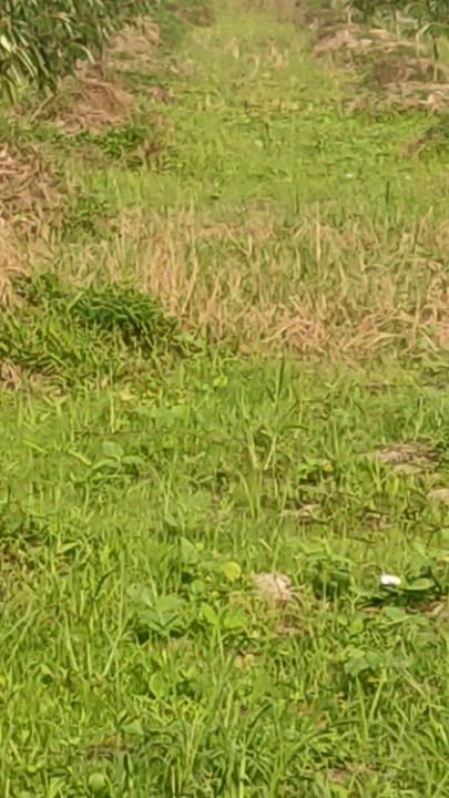 Đất vườn Trường Long Tây 4342m² giá 1.6 tỷ - Nghỉ dưỡng lý tưởng!