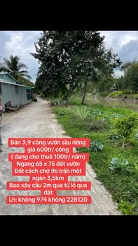 Đất Vườn Sầu Riêng Hậu Giang 3900m² - Sinh Thái Xanh, Đang Thu Nhập!