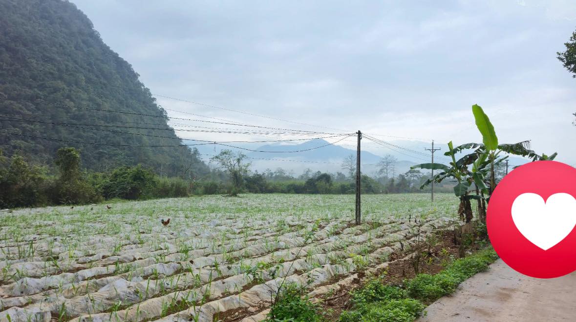 Đất nền Xã Phong Quang, Vị Xuyên 3920m² - Tiềm năng tăng giá vượt trội!