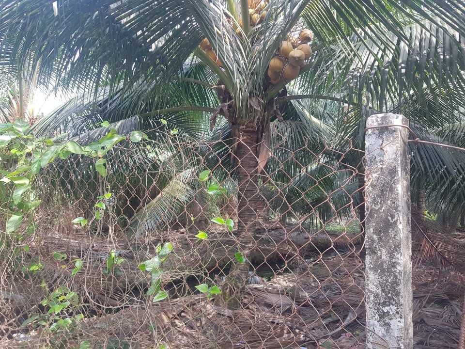 Đất Vườn Dừa 10.000m² Đồng Tháp - Giá Tốt, Tiềm Năng Sinh Lời