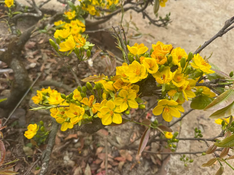 Đất vườn Lâm Hà 2000m² giá 1.05 tỷ - Sổ đỏ chính chủ, sẵn thổ cư