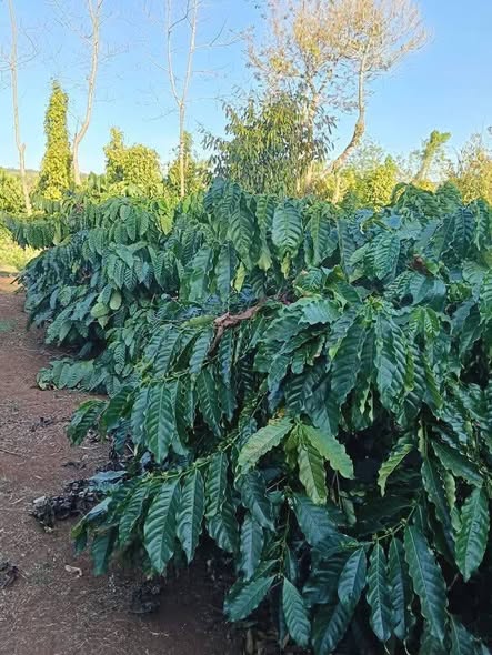 Bán Đất Ea Tân Krông Năng 5000m² - Vườn Cà Phê Sầu Riêng Giá 2.5 Tỷ