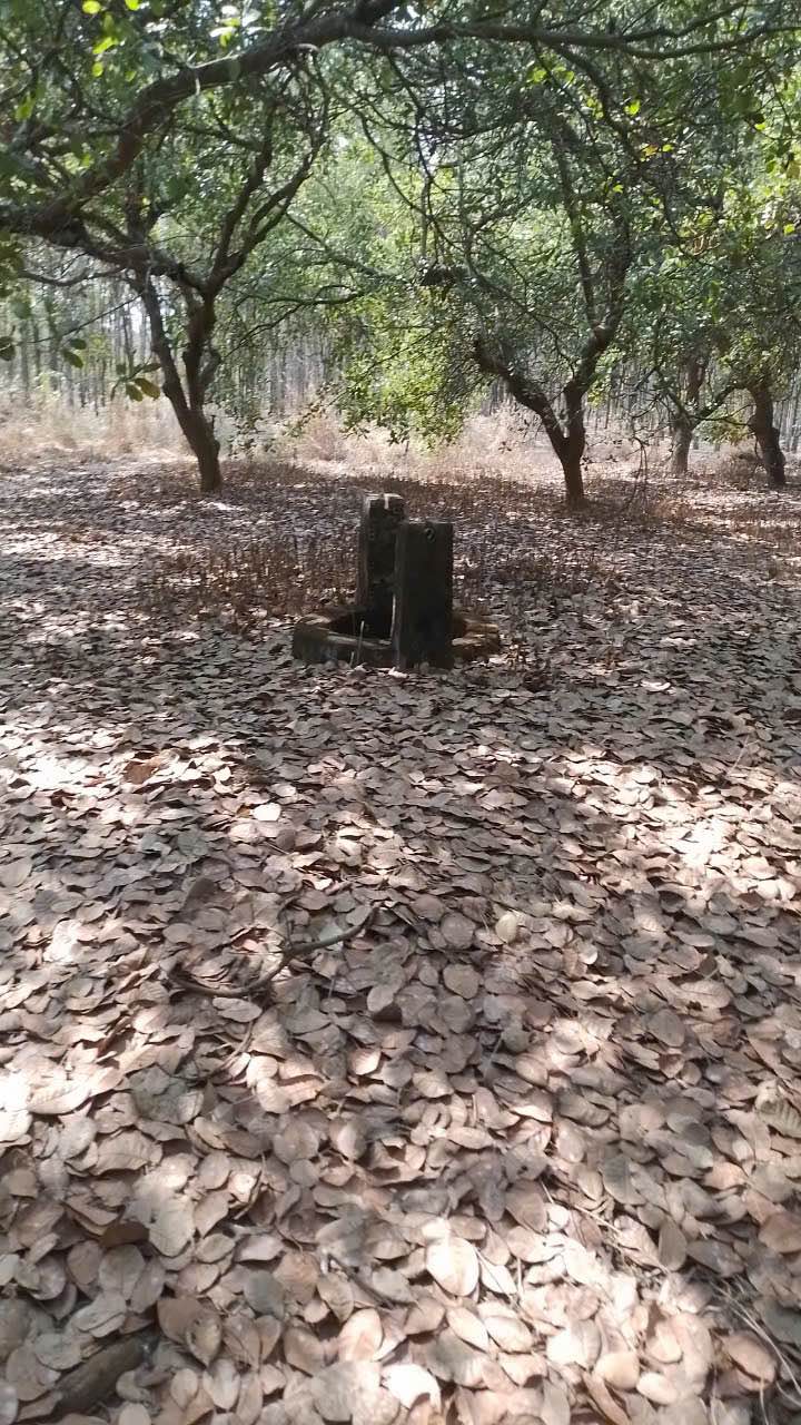 Đất Vườn Bình Phước 2ha - Mặt Tiền Nhựa 100m - Giá 4.5 Tỷ