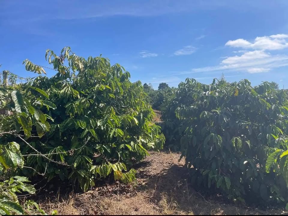 Bán đất vườn Ea Tam 9000m² giá 2.8 tỷ - Sổ đỏ chính chủ