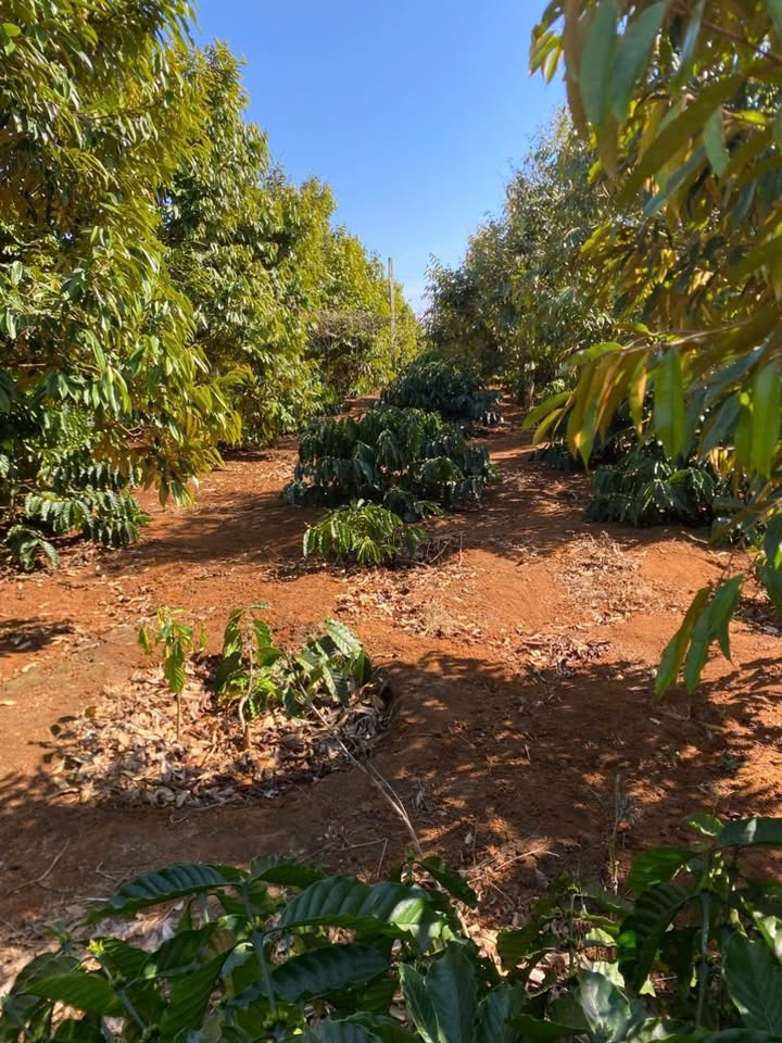 Đất Vườn Đắk Lắk 2ha Giá Đầu Tư Chỉ 6xx Triệu/Sào