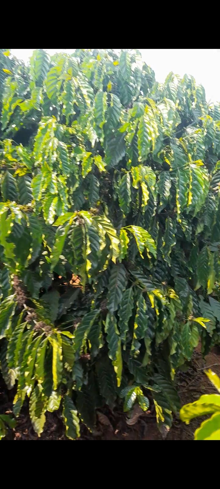 Đất Vườn Tân Hà Lâm Hà 5200m² - 3.5 Tỷ - Sổ Hồng Chính Chủ