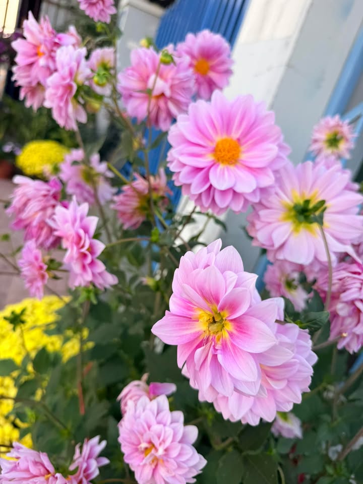 Mặt Tiền Kinh Doanh Xã Ea Mut, Đắk Lắk - 500m², Giá Thỏa Thuận