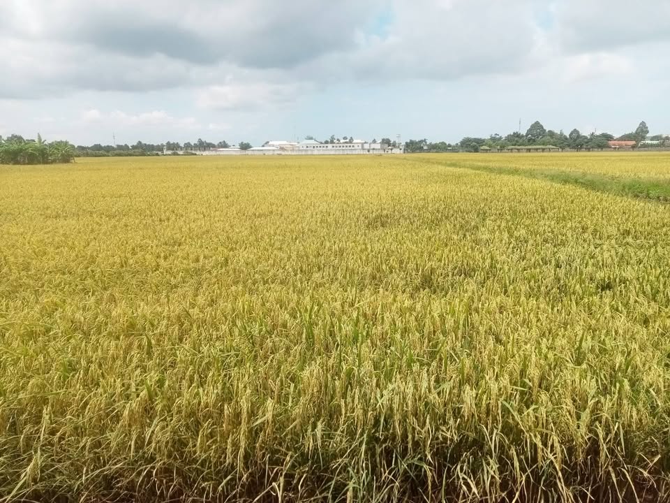 Bán gấp đất lúa 3294m² mặt tiền 61m đường Nguyễn Thông, Rạch Giá