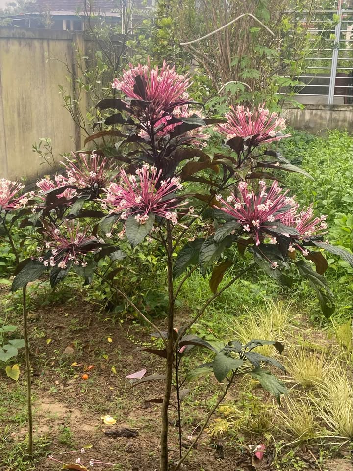 Bán đất Thạch Hà, Hà Tĩnh 150m² full thổ cư - Hai mặt tiền đường nhựa