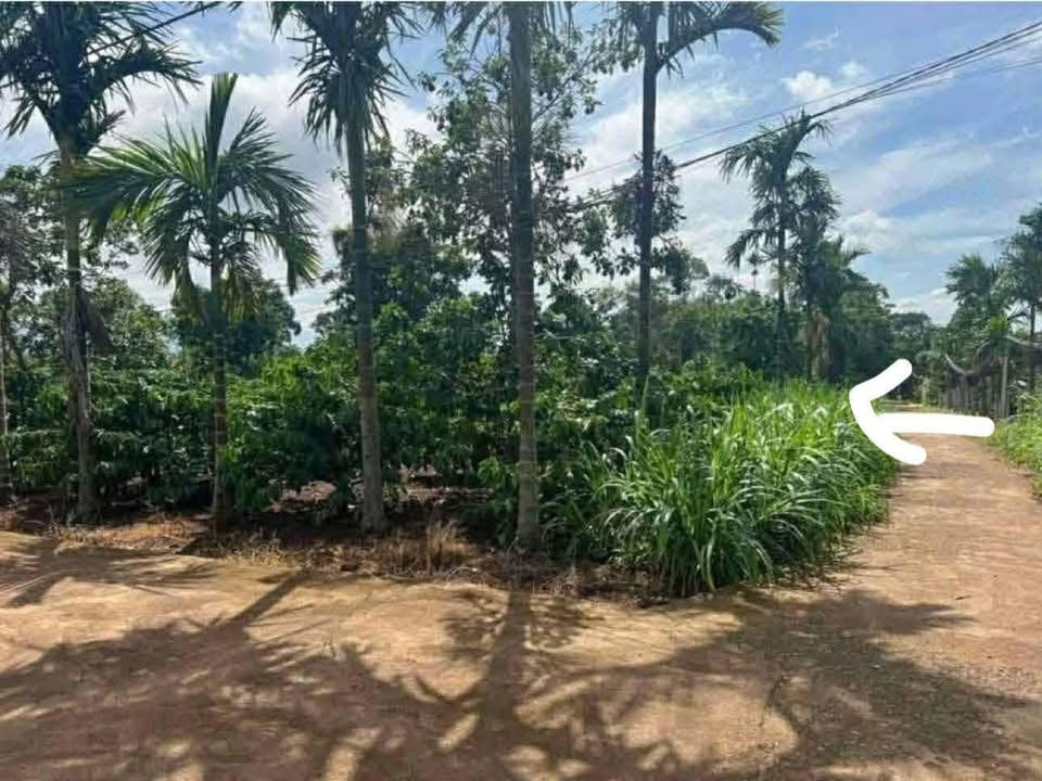 Đất nền Phú Xuân Krông Năng 240m² giá 5xx triệu - Tiềm năng tăng giá!