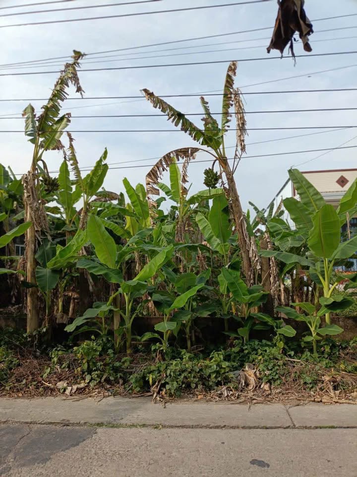 Đất nền Tân Hiệp, Kiên Giang 1300m² - Sổ đỏ chính chủ!